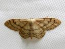 Idaea_aversata_mutkakulmumittari_IMG_2423.JPG