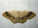 Idaea_aversata_mutkakulmumittari_IMG_4744.JPG