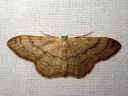 Idaea_aversata_mutkakulmumittari_IMG_4930.JPG