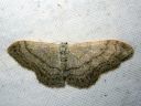 Idaea_aversata_mutkakulmumittari_IMG_6031.JPG