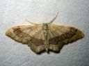 Idaea_aversata_mutkakulmumittari_IMG_6720.JPG