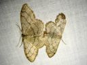 Idaea_aversata_mutkakulmumittari_female_naaras_male_koiras_IMG_0223.JPG