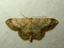 Idaea_biselata_tupsukulmumittari_IMG_0570.JPG