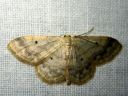 Idaea_biselata_tupsukulmumittari_IMG_1158.JPG