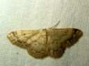 Idaea_biselata_tupsukulmumittari_IMG_1691.JPG