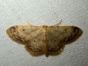 Idaea_biselata_tupsukulmumittari_IMG_1763.JPG