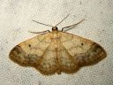 Idaea_biselata_tupsukulmumittari_IMG_2191.JPG