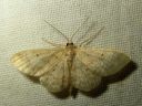 Idaea_biselata_tupsukulmumittari_IMG_2279.JPG