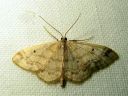 Idaea_biselata_tupsukulmumittari_IMG_2302.JPG