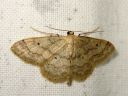 Idaea_biselata_tupsukulmumittari_IMG_2452.JPG