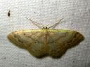 Idaea_biselata_tupsukulmumittari_IMG_3030.JPG