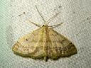 Idaea_biselata_tupsukulmumittari_IMG_3197.JPG