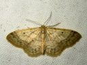 Idaea_biselata_tupsukulmumittari_IMG_3444.JPG