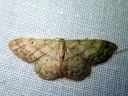 Idaea_biselata_tupsukulmumittari_IMG_3724.JPG