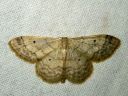 Idaea_biselata_tupsukulmumittari_IMG_4191.JPG