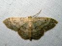 Idaea_biselata_tupsukulmumittari_IMG_5600.JPG