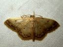 Idaea_biselata_tupsukulmumittari_IMG_6372.JPG