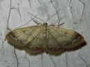 Idaea_biselata_tupsukulmumittari_IMG_7898.jpg