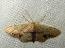 Idaea_dimidiata_varjokulmumittari_IMG_0016.JPG