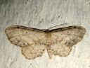 Idaea_dimidiata_varjokulmumittari_IMG_0047.JPG