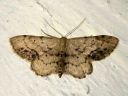 Idaea_dimidiata_varjokulmumittari_IMG_4489.JPG