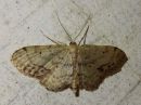 Idaea_dimidiata_varjokulmumittari_IMG_5895.jpg