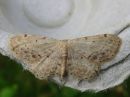 Idaea_dimidiata_varjokulmumittari_IMG_6990.jpg