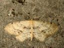 Idaea_dimidiata_varjokulmumittari_IMG_9732.JPG