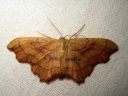 Idaea_emarginata_nyhakulmumittari_IMG_1949.JPG