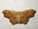 Idaea_emarginata_nyhakulmumittari_IMG_2040.JPG