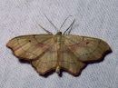 Idaea_emarginata_nyhakulmumittari_IMG_2143.jpg