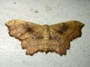 Idaea_emarginata_nyhakulmumittari_IMG_3690.JPG