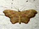 Idaea_emarginata_nyhakulmumittari_IMG_4429.JPG