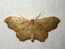 Idaea_emarginata_nyhakulmumittari_IMG_4905.JPG