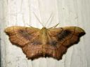 Idaea_emarginata_nyhakulmumittari_IMG_7785.JPG