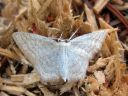 Idaea_pallidata_vaaleakulmumittari_IMG_3623.JPG