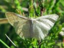 Idaea_pallidata_vaaleakulmumittari_IMG_4187.jpg