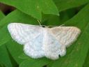 Idaea_pallidata_vaaleakulmumittari_IMG_7005.JPG