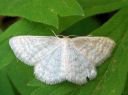 Idaea_pallidata_vaaleakulmumittari_IMG_7015.JPG