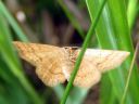 Idaea_serpentata_serpentiinimittari_IMG_0542.JPG