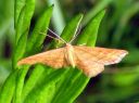 Idaea_serpentata_serpentiinimittari_IMG_0543.JPG