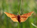 Idaea_serpentata_serpentiinimittari_IMG_2153.JPG