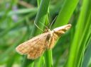 Idaea_serpentata_serpentiinimittari_IMG_3831.JPG