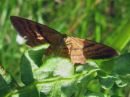 Idaea_serpentata_serpentiinimittari_IMG_3946.jpg