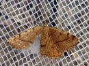 Tiedostonimi=Idaea_serpentata_serpentiinimittari_IMG_4062.jpg
Tiedostokoko=107kt
Koko=600x450
Lisätty=10.03.2019 Idaea_serpentata_serpentiinimittari_IMG_4062.jpg