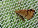 Idaea_serpentata_serpentiinimittari_IMG_4066.jpg