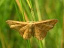 Idaea_serpentata_serpentiinimittari_IMG_6031.JPG