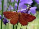 Idaea_serpentata_serpentiinimittari_IMG_7117.JPG