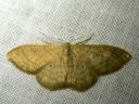 Idaea_straminata_kaarikulmumittari_IMG_0230.JPG