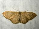 Idaea_straminata_kaarikulmumittari_IMG_0601.JPG